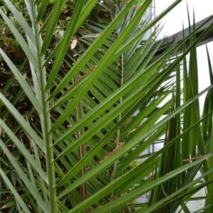 Phoenix canariensis 80-100 cm